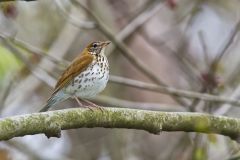 Wood Thrush, Hylocichla mustelina