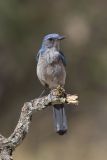 Woodhouse Scrub-jay, Aphelocoma woodhouseii