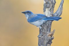 Woodhouse Scrub-jay, Aphelocoma woodhouseii
