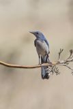 Woodhouse Scrub-jay, Aphelocoma woodhouseii