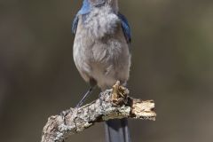 Woodhouse Scrub-jay, Aphelocoma woodhouseii