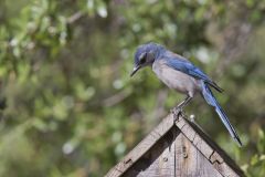 Woodhouse Scrub-jay, Aphelocoma woodhouseii