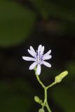Woodland Lettuce, Lactuca floridana