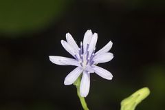 Woodland Lettuce
