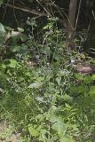 Woodland Lettuce, Lactuca floridana