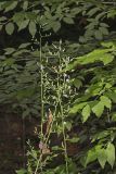 Woodland Lettuce, Lactuca floridana