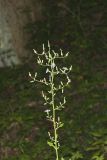 Woodland Lettuce, Lactuca floridana