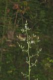 Woodland Lettuce, Lactuca floridana