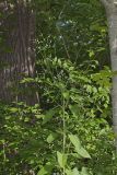 Woodland Lettuce, Lactuca floridana