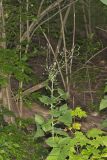 Woodland Lettuce, Lactuca floridana