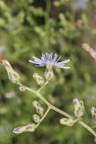 Woodland Lettuce, Lactuca floridana