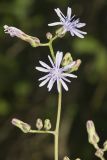 Woodland Lettuce, Lactuca floridana