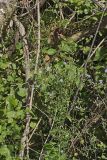 Woodland Lettuce, Lactuca floridana