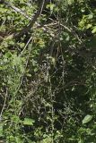 Woodland Lettuce, Lactuca floridana