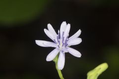 Woodland Lettuce, Lactuca floridana Woodland Lettuce, Lactuca floridana
