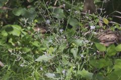 Woodland Lettuce, Lactuca floridana Woodland Lettuce, Lactuca floridana
