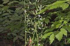 Woodland Lettuce, Lactuca floridana Woodland Lettuce, Lactuca floridana