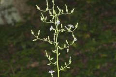 Woodland Lettuce, Lactuca floridana Woodland Lettuce, Lactuca floridana