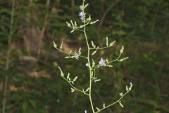 Woodland Lettuce, Lactuca floridana