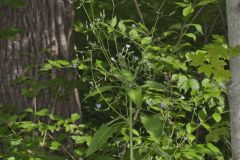 Woodland Lettuce, Lactuca floridana Woodland Lettuce, Lactuca floridana