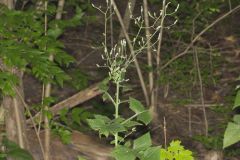 Woodland Lettuce, Lactuca floridana Woodland Lettuce, Lactuca floridana
