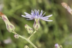 Woodland Lettuce, Lactuca floridana Woodland Lettuce, Lactuca floridana