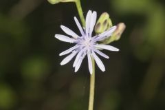 Woodland Lettuce, Lactuca floridana Woodland Lettuce, Lactuca floridana