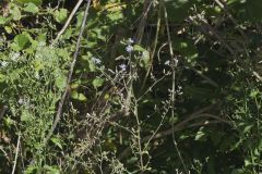 Woodland Lettuce, Lactuca floridana