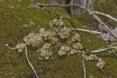 Woodland Stonecrop, Sedum ternatum