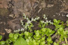 Woodland Stonecrop