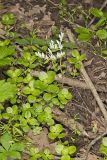 Woodland Stonecrop, Sedum ternatum