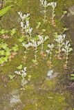 Woodland Stonecrop, Sedum ternatum