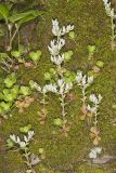Woodland Stonecrop, Sedum ternatum