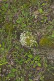 Woodland Stonecrop, Sedum ternatum