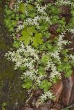 Woodland Stonecrop, Sedum ternatum