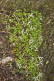 Woodland Stonecrop, Sedum ternatum