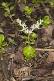 Woodland Stonecrop, Sedum ternatum