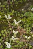 Woodland Stonecrop, Sedum ternatum
