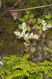 Woodland Stonecrop, Sedum ternatum