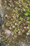 Woodland Stonecrop, Sedum ternatum