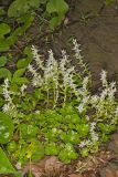 Woodland Stonecrop, Sedum ternatum