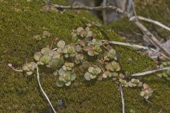 Woodland Stonecrop, Sedum ternatum
