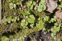Woodland Stonecrop, Sedum ternatum