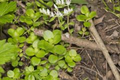 Woodland Stonecrop, Sedum ternatum