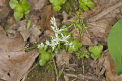 Woodland Stonecrop, Sedum ternatum