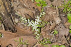 Woodland Stonecrop, Sedum ternatum