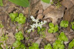 Woodland Stonecrop, Sedum ternatum