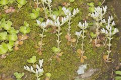 Woodland Stonecrop, Sedum ternatum