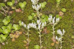 Woodland Stonecrop, Sedum ternatum