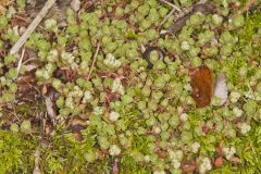 Woodland Stonecrop, Sedum ternatum